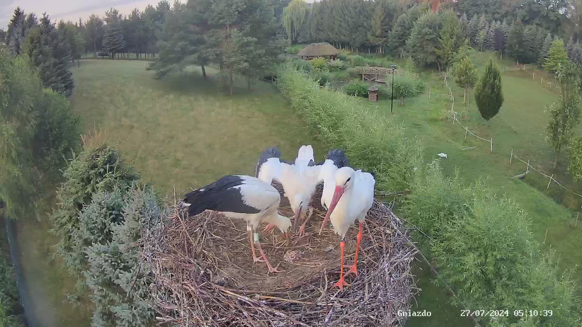 Strzelce - stork's nest