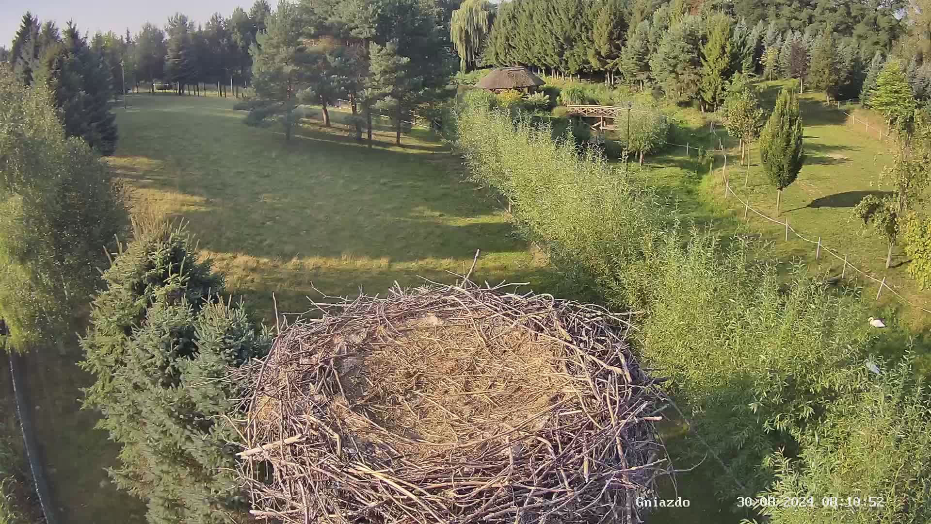 Strzelce - stork's nest